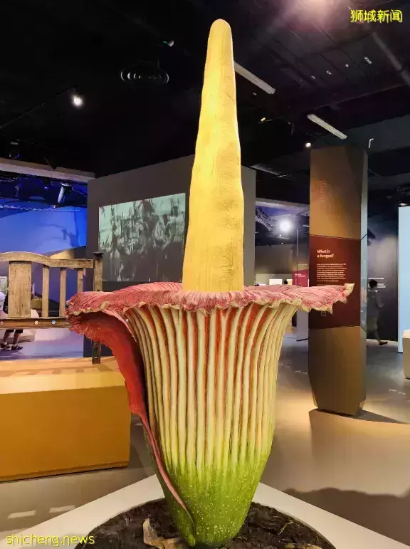 在新加坡，你見過熱戀中的水獺嗎