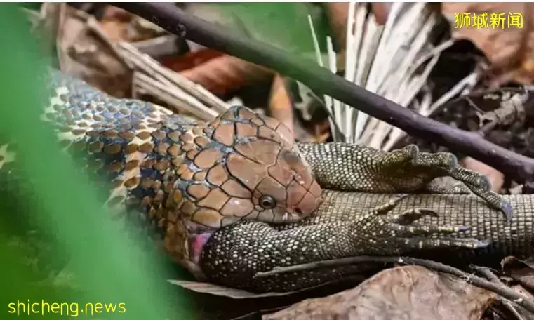 新加坡攝影師生死兩小時，記錄“眼鏡王蛇”吞噬“巨蜥”