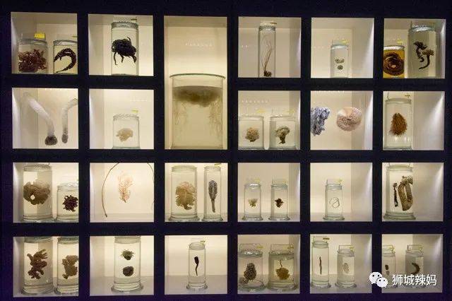 恐龍化石、抹香鯨骨架、初代巨星阿明……100W+動植物標本竟然藏在新加坡這個地方