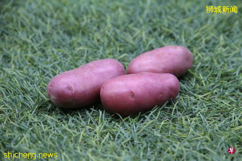 馬鈴薯種類大全!發芽的馬鈴薯真的有毒嗎