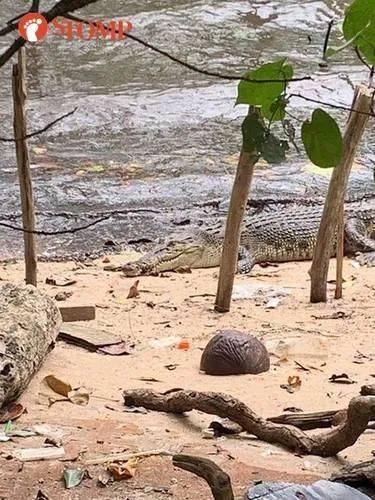 新加坡频现巨蟒和鳄鱼!“我看到蛇在路中间抱团......”