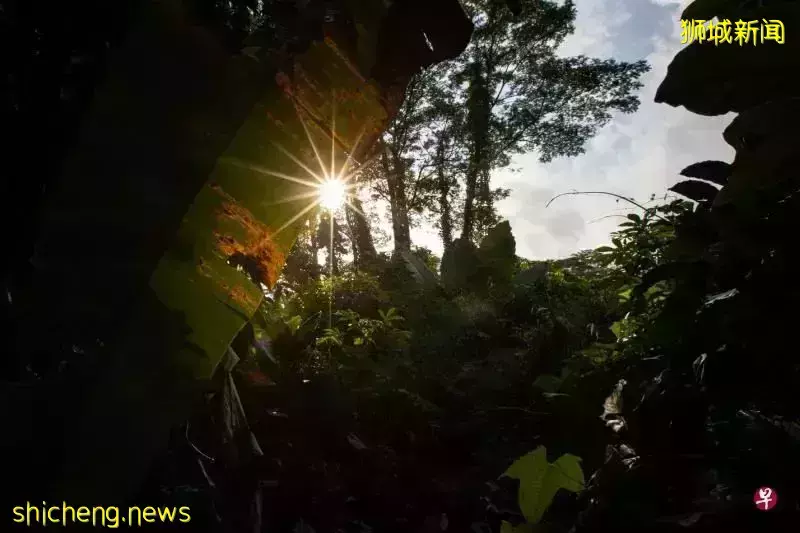 2030年,新加坡人人走路10分钟就能到公园?先去感受一下