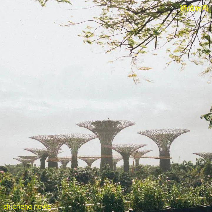 疫情下，新加坡留學變得更熱門