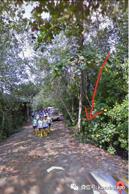 新加坡巨鳄潜伏路旁，孩童懵懂结队相距不足2米围观