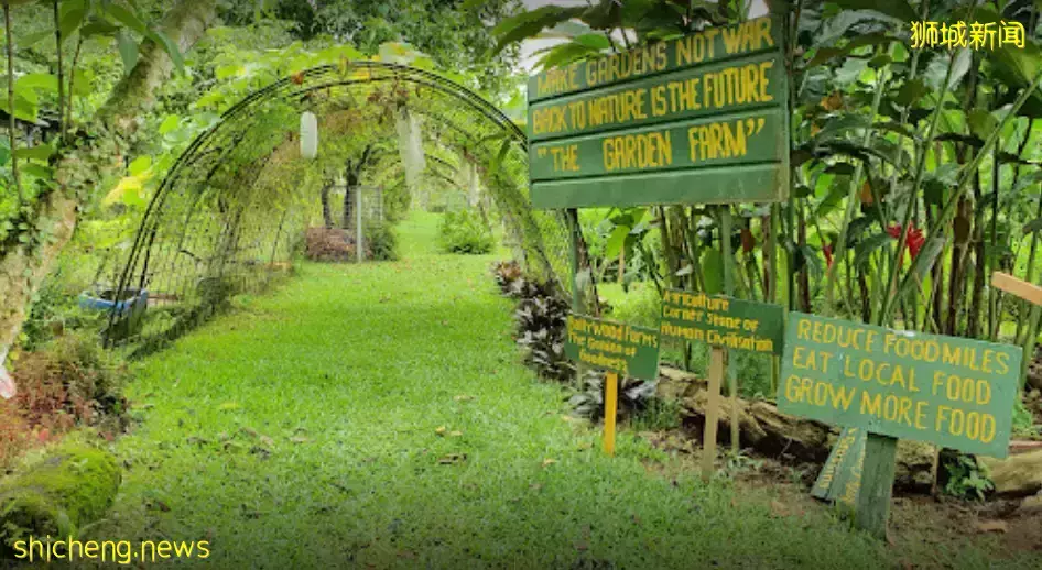 下水抓蛙、摘菜摸鱼、开土摩托……我带娃体验了一把新加坡的农家乐