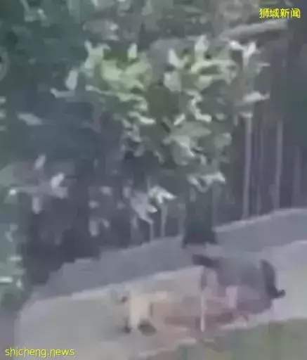 虐狗惹众怒！三巴旺一带男孩遛狗直接将狗绳提起狗狗被悬空