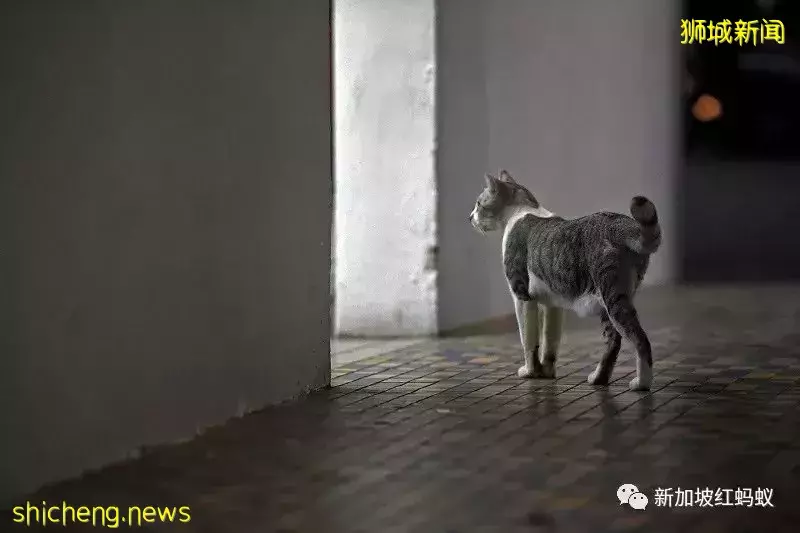 疫情好轉不再寂寞就遺棄喵星人汪星人？　多國出現棄養寵物現象