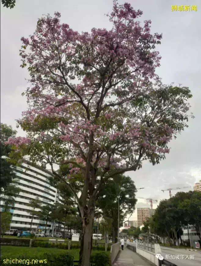 賞花季到啦！全島各地重現“新加坡櫻花”景象！還去日本賞什麽櫻花