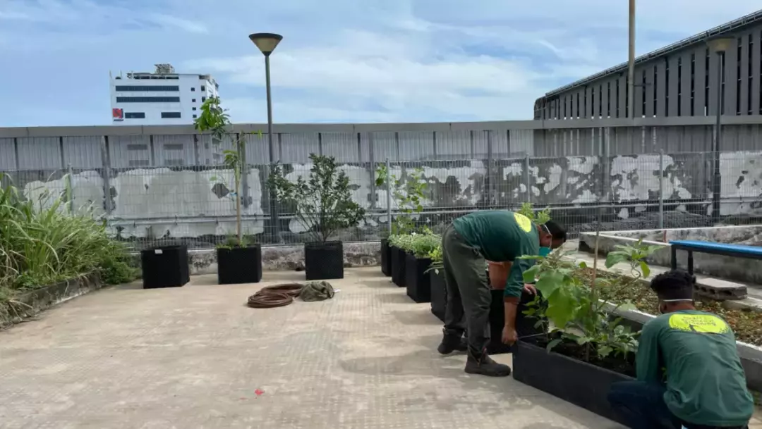 健康饮食至关重要！新加坡生态基金“萌芽”助力社区公益项目