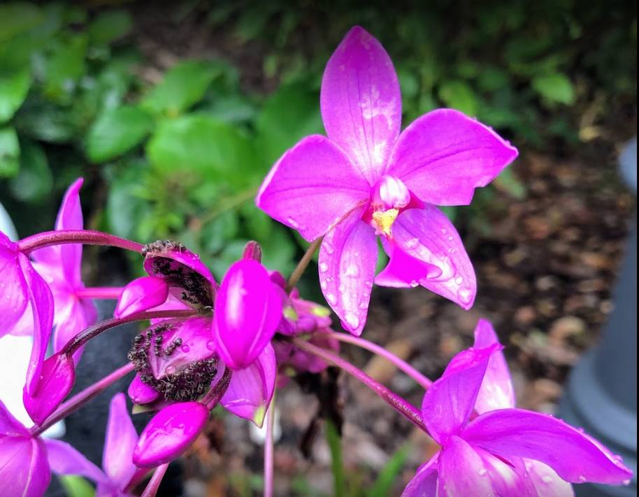 新加坡植物園爆火新景點,不知道怎麽去?手把手教你遊玩攻略
