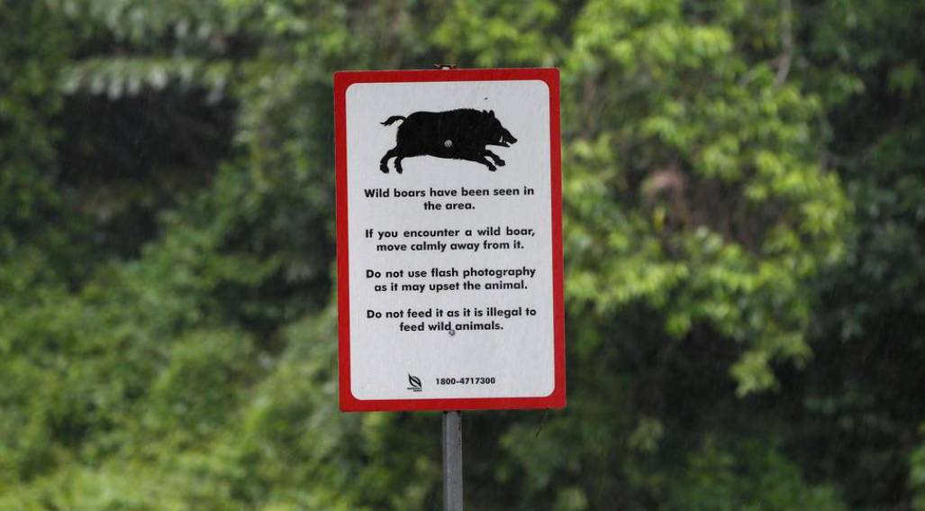 最近，两人深夜在新加坡遭野猪袭击，被咬著拖行一米，鲜血淋漓！这个地区要小心