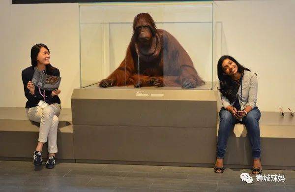 恐龍化石、抹香鯨骨架、初代巨星阿明……100W+動植物標本竟然藏在新加坡這個地方