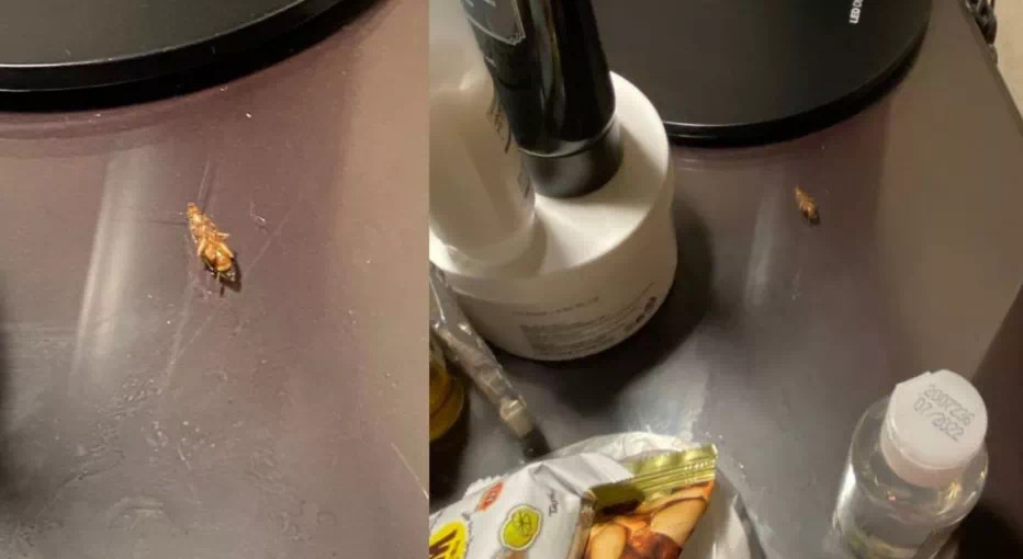 新加坡首起網店逃稅案 破産老板判罰萬余元！韓國女郎入住五星級酒店履行居家通知遭遇蟑螂煩惱