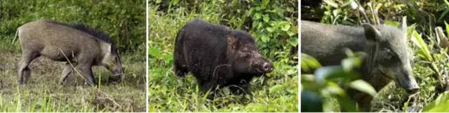 野猪闯祸与民众同罪，去留怎么定？