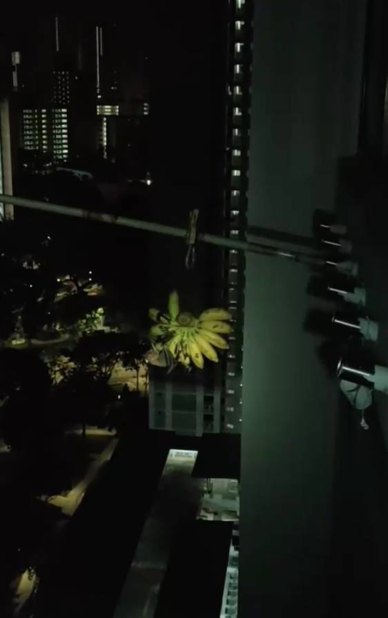 “救命！我在新加坡厨房里挂了一串香蕉，引来一群蝙蝠！”