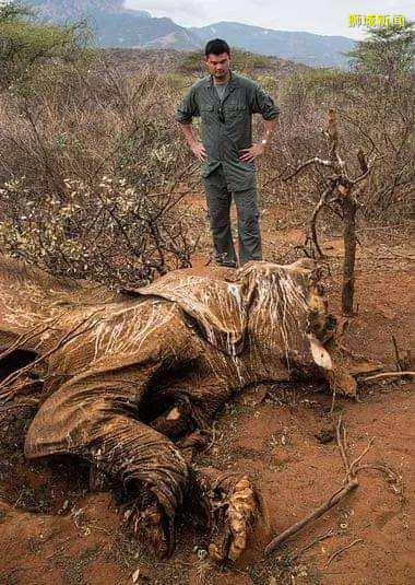 好樣的！新加坡銷毀9噸象牙，世界規模最大，全球直播