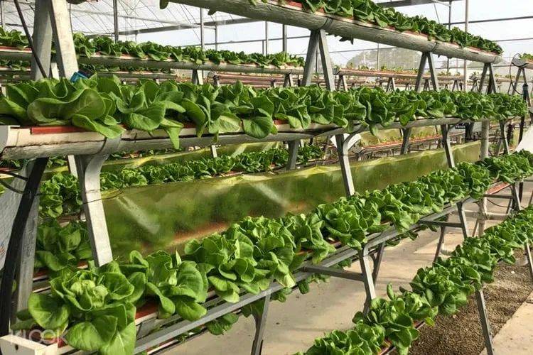 新加坡80%人還沒用旅遊消費券，6月30日到期！推薦這20個活動