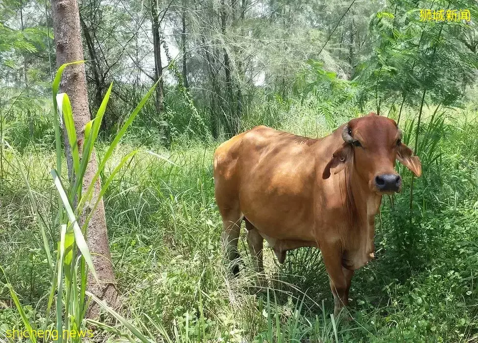 在新加坡的東北部,有個隱秘的小島!不用坐船,每天限時開放