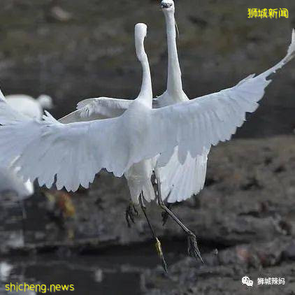 新加坡本地孩子都愛去玩的10個兒童公園，鍛煉身體，結識新朋友 .