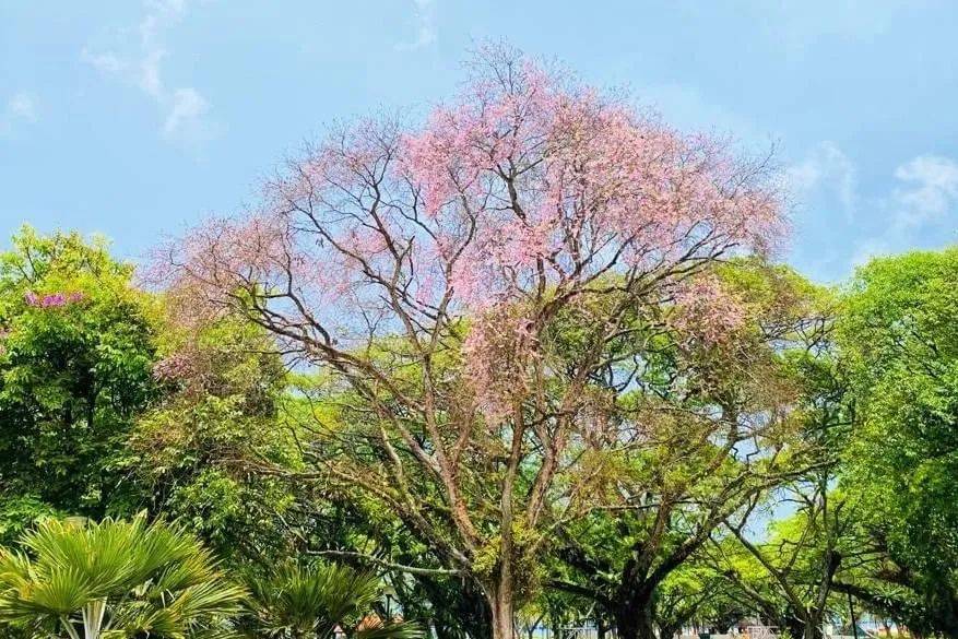 新加坡這些“櫻花公園”火了！$2起限定美食，別讓粉色季節白白溜走啦