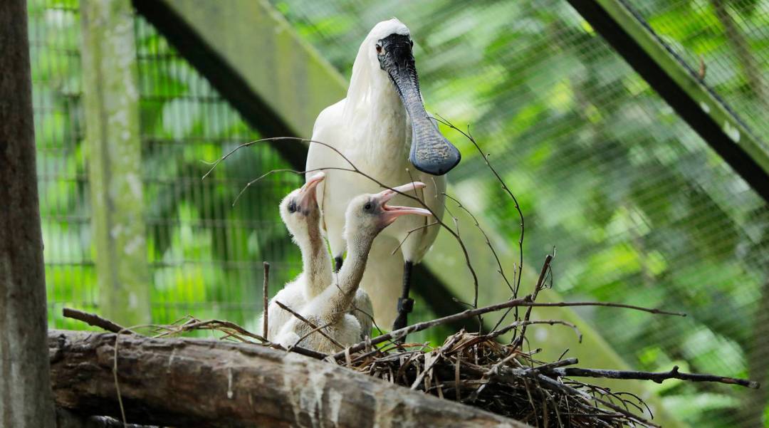免費送票!帶倆娃嗨翻亞洲最大飛禽園,400多種5000多只鳥,一路驚喜不斷