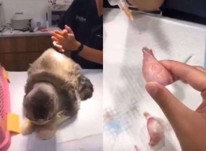 火遍全网！新加坡护士扔动物睾丸玩儿