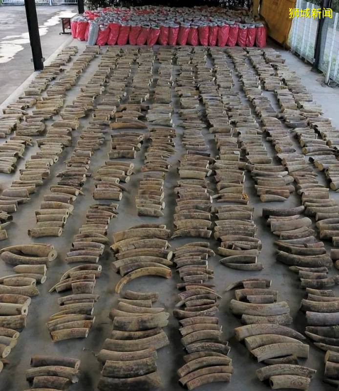 好樣的！新加坡銷毀9噸象牙，世界規模最大，全球直播