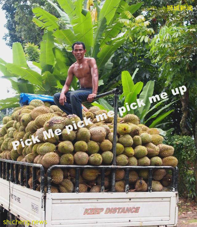 新加坡榴梿季来了,这9家明码标价的榴梿外卖不能错过