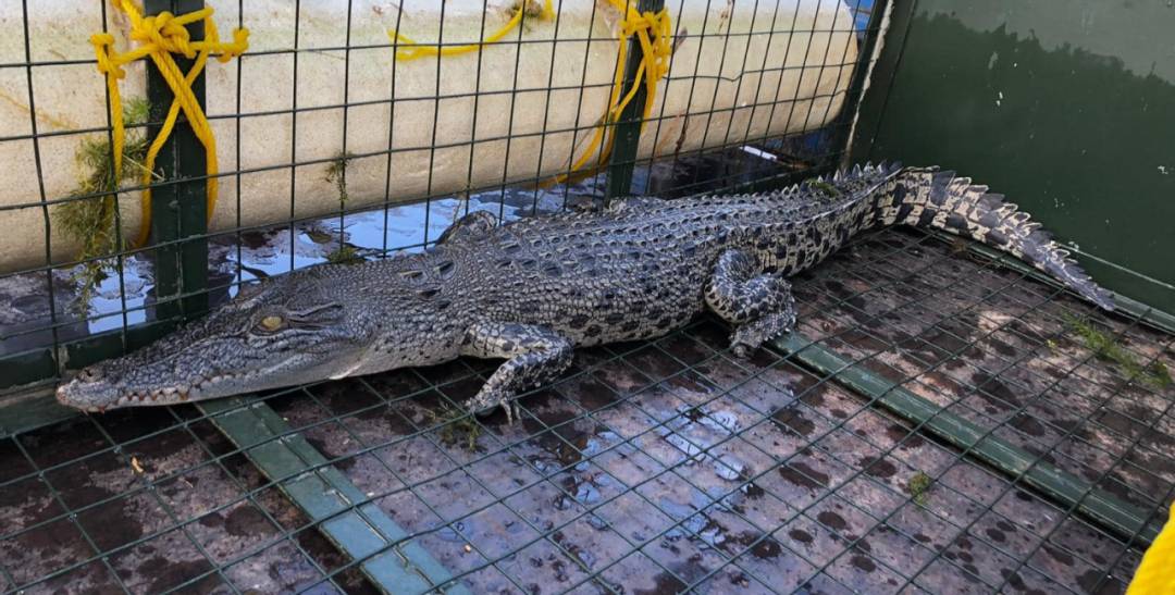 新加坡频现巨蟒和鳄鱼!“我看到蛇在路中间抱团......”