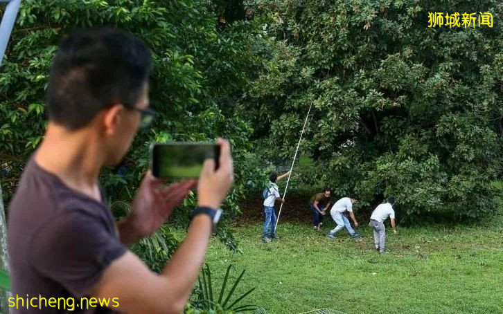 红毛丹结满树 公众棍打采摘