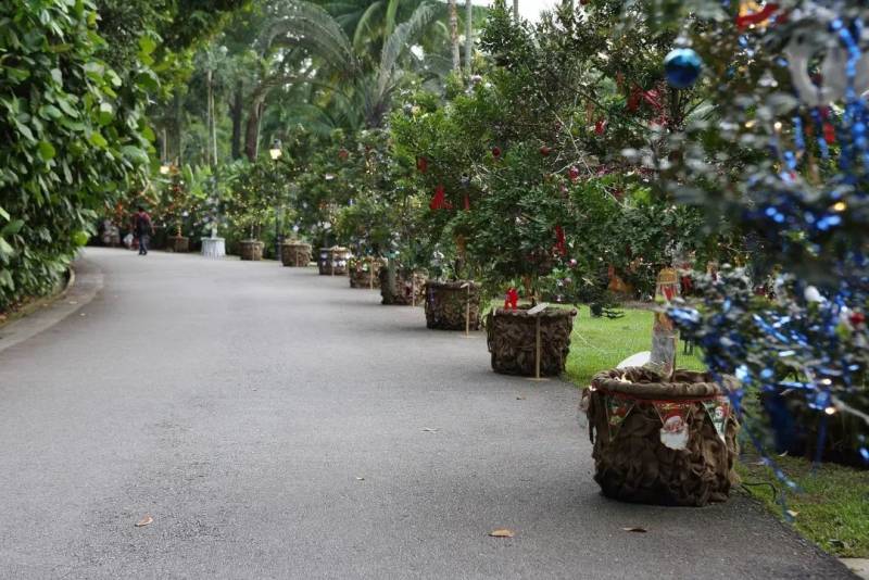 不喜歡人擠人？來新加坡植物園看聖誕燈飾、“世界之樹”吧！入場免費