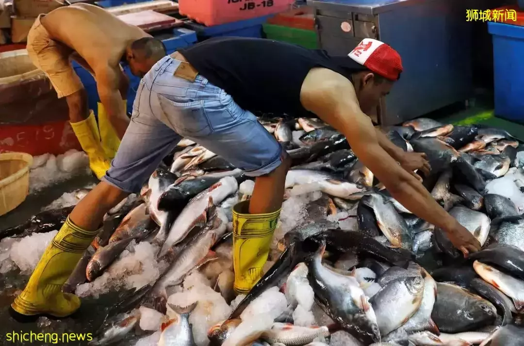 一次買八只!新加坡掀起搶雞行動,豬肉魚肉也漲價了