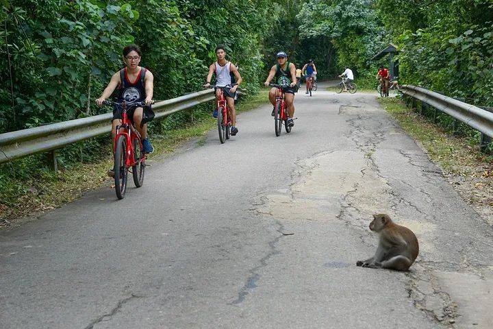 觀鳥、陡坡、嬉水、看夕陽,13條新加坡最美親子騎行路線