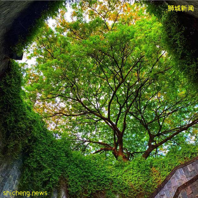 綠色天窗？巨型樹洞？看看新加坡淨化心靈“龍之穴”!