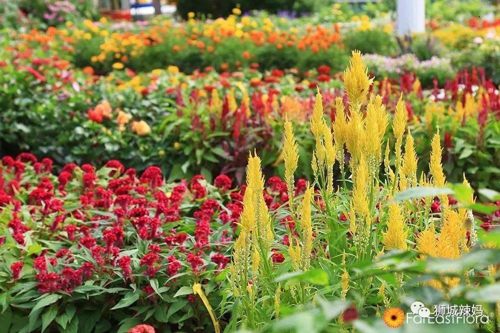 新加坡最大最好逛的花市,1000+花卉,新年必入好运连连