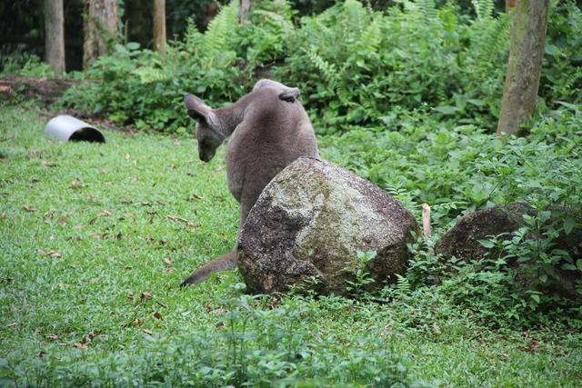 世界十大动物园之一：新加坡动物园，确实不一样