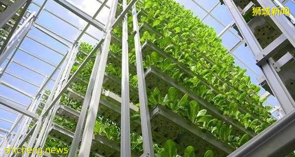 新加坡職總首批農業培訓學生即將畢業，爲“30·30願景”添磚加瓦