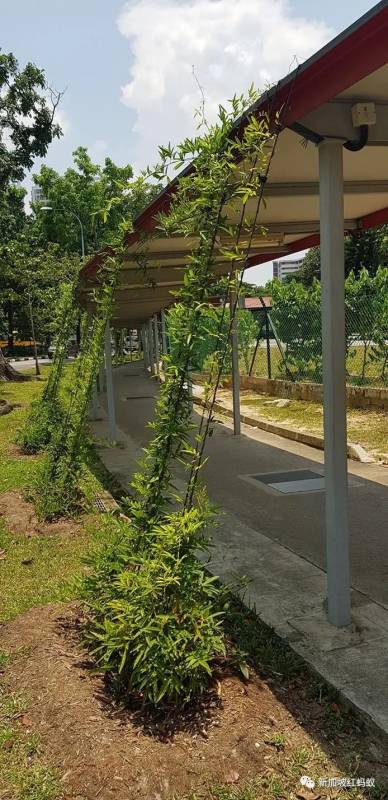 狮城最贴心的一道风景:无处不在的有盖走廊