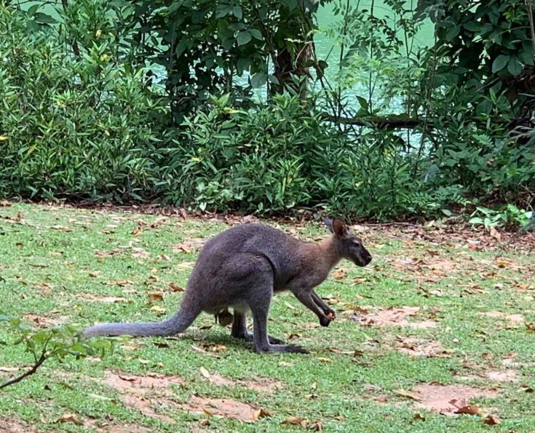 行走獅城——新加坡動物園
