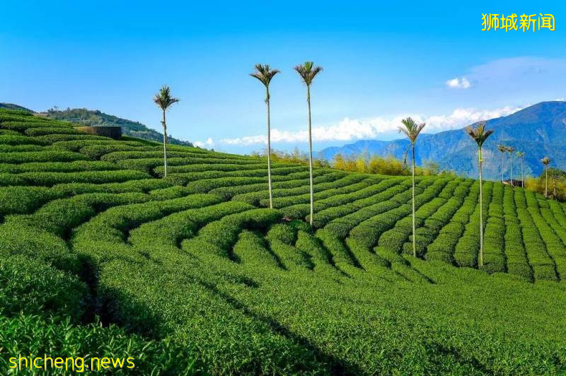 新加坡科技研究證明: 喝茶可以保護大腦