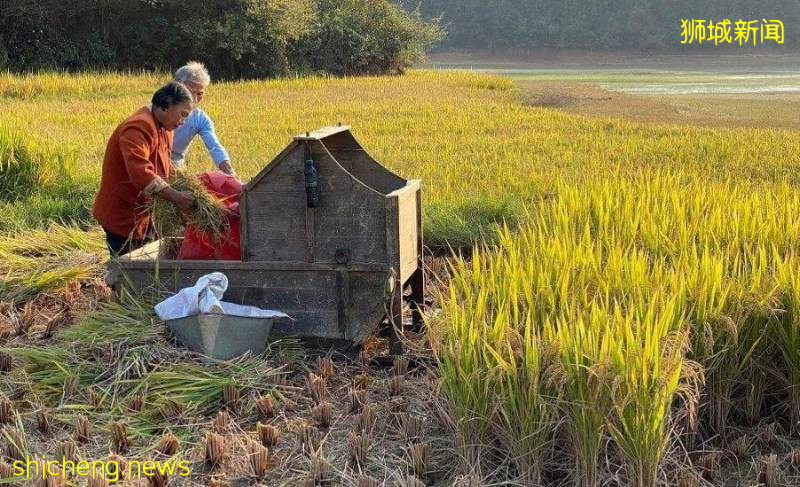 新加坡糧食不會因疫情供給中斷,但!漲價在所難免!