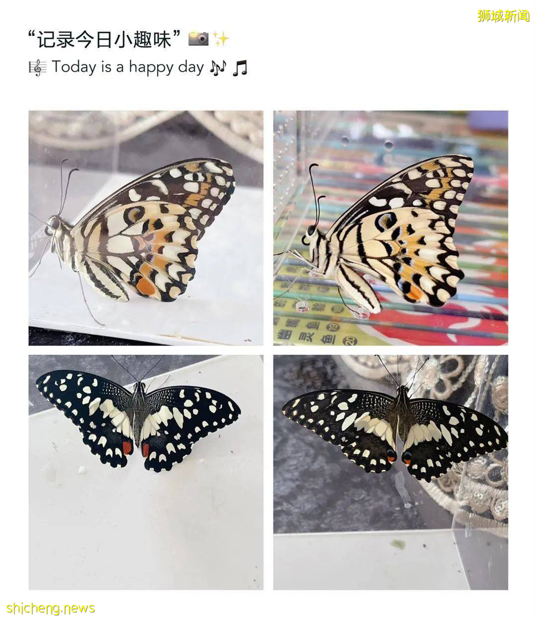 別人家養貓養狗當寵物,我兒子卻喜歡在新加坡養毛毛蟲