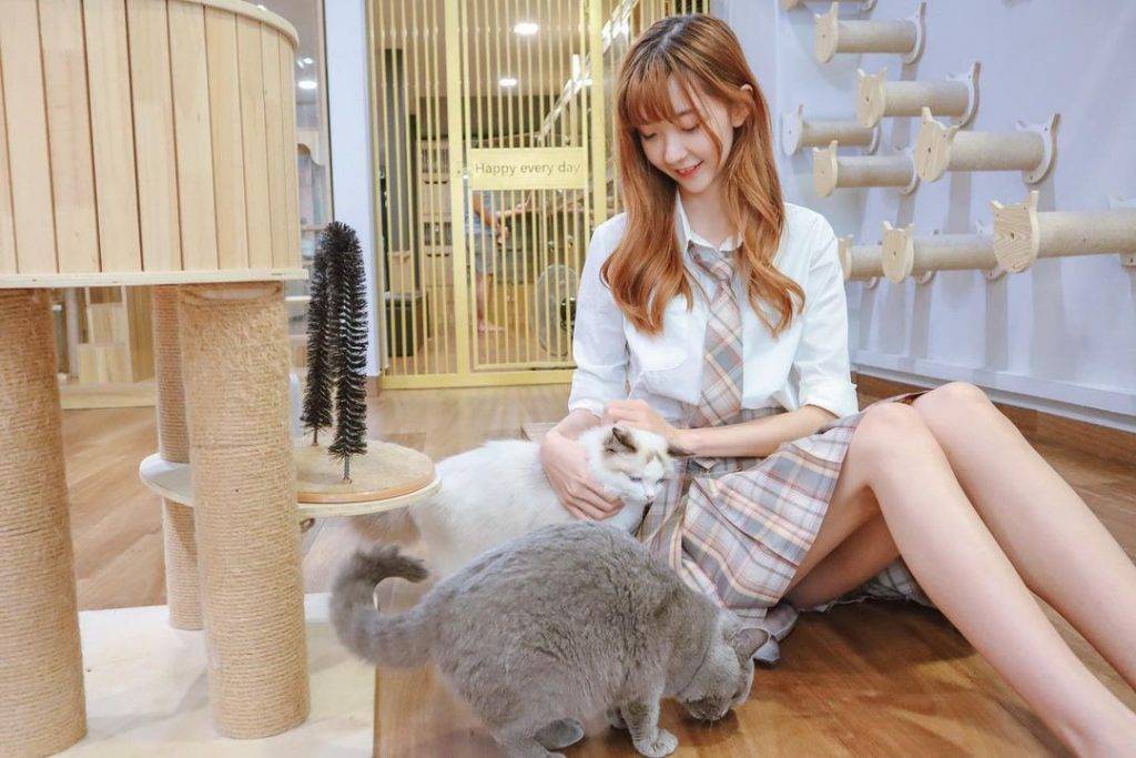 撸貓聖地🐈貓咪體驗館The Cat Place🐱現場沉浸吸貓,鏟屎官們必報到✨