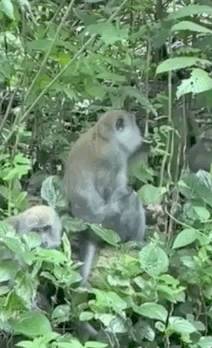 震惊!新加坡猴子生吃活鸡!它们还会偷包、偷手机、偷面包