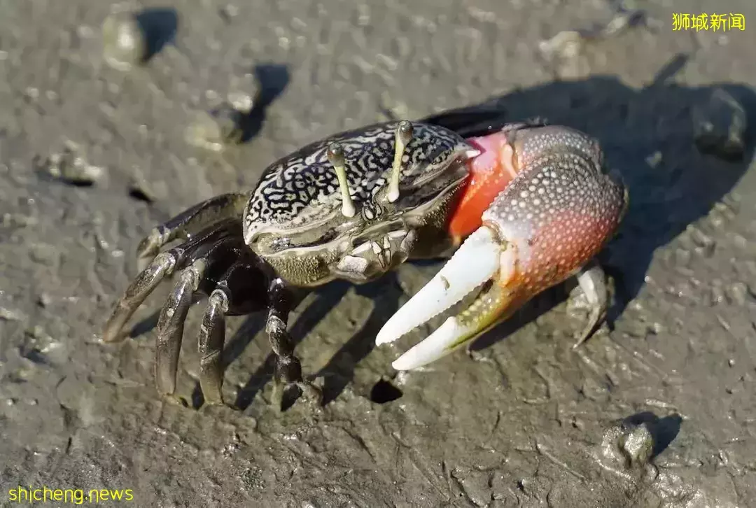 榴梿、野豬、猴子、各種魚蟹……體驗“新加坡最後的農村”