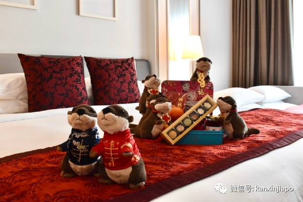 一群水獭惊现新加坡酒店,带娃带情侣开启超萌宅度假