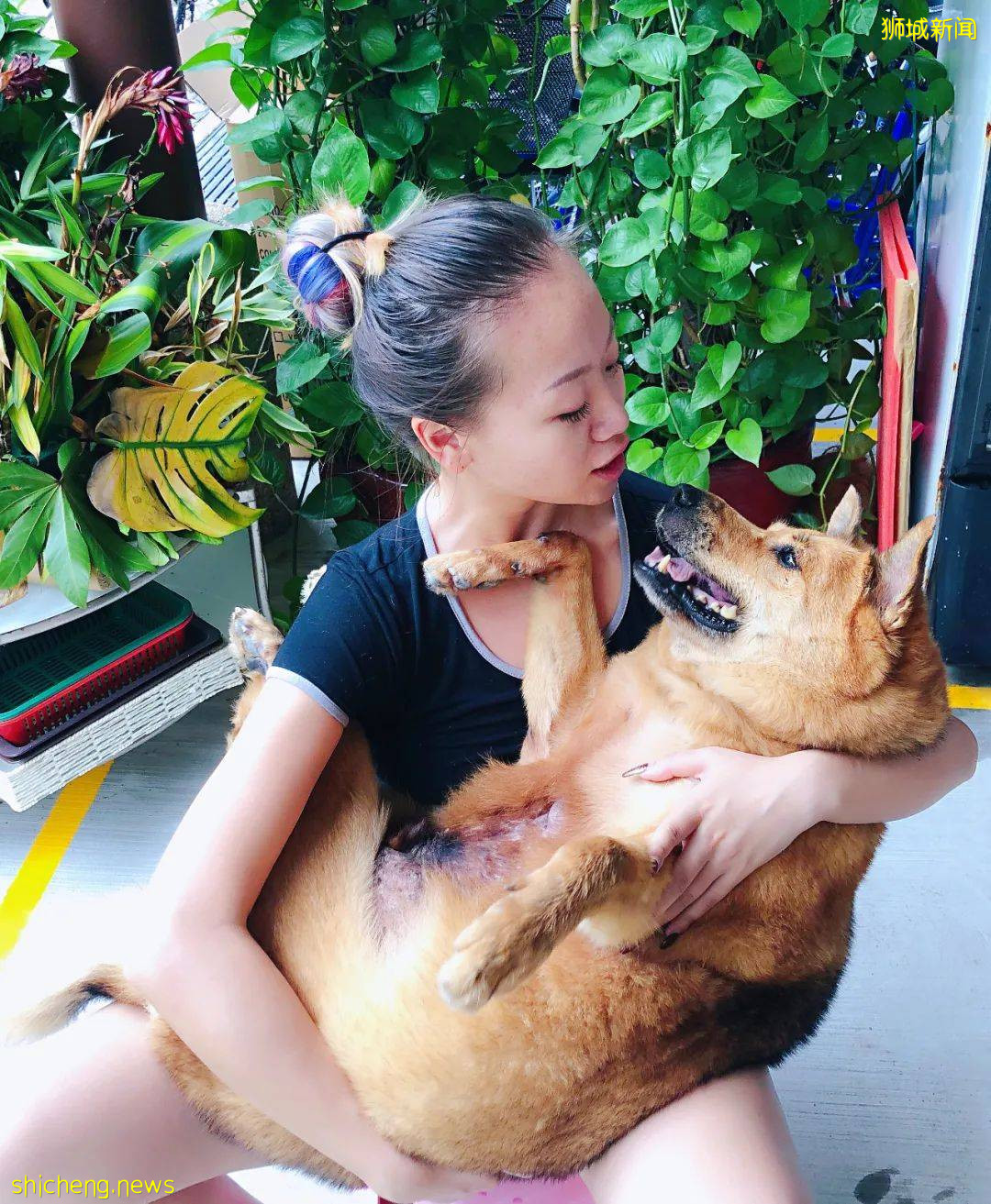 “我最亲爱的四喜走了,带走了我在新加坡16年的青春和回忆...”