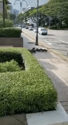 险象环生！10只水獭在乌节路横冲直撞，差点被多辆车撞上