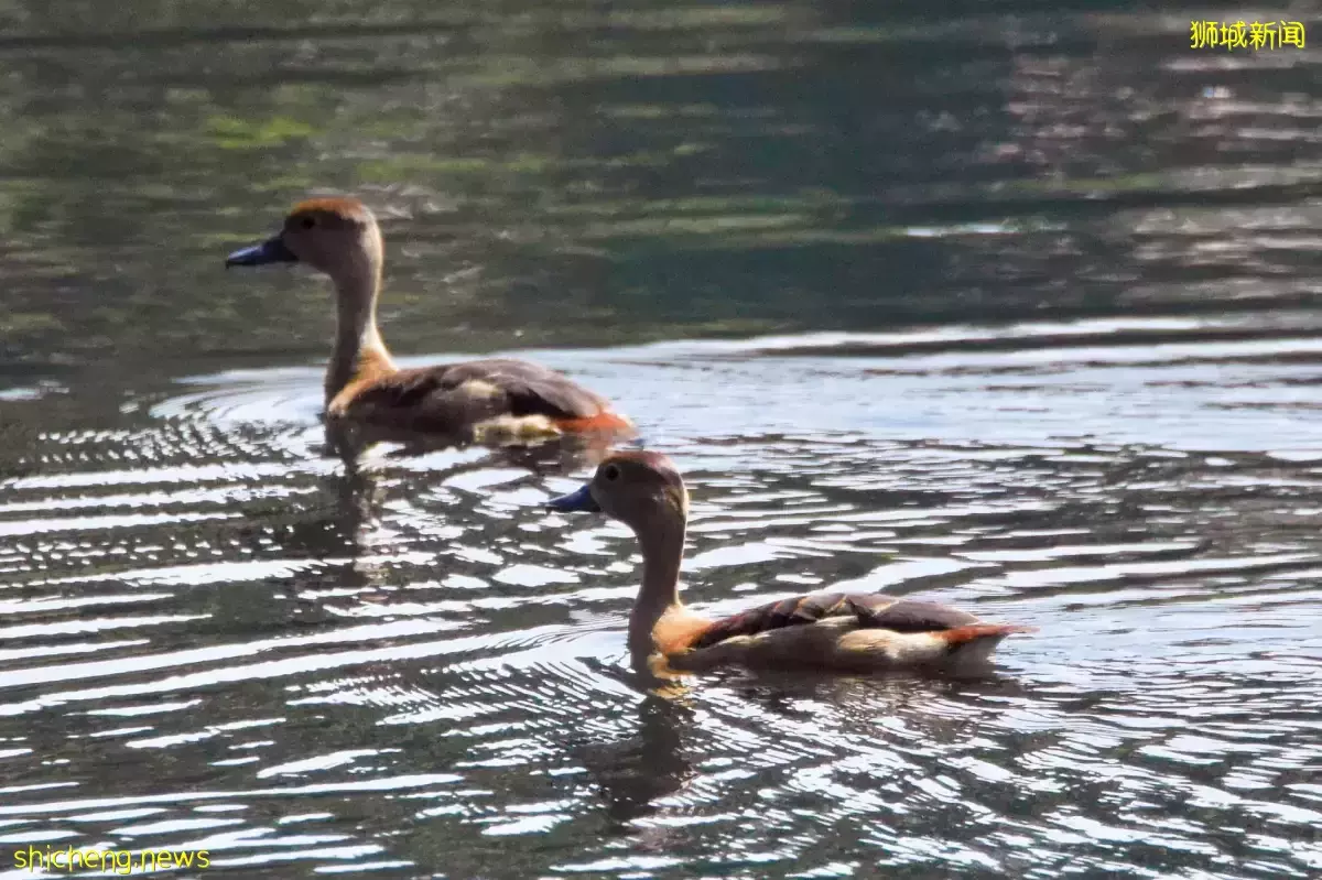设紧急按钮和提升微电网 乌敏岛改善生活设施