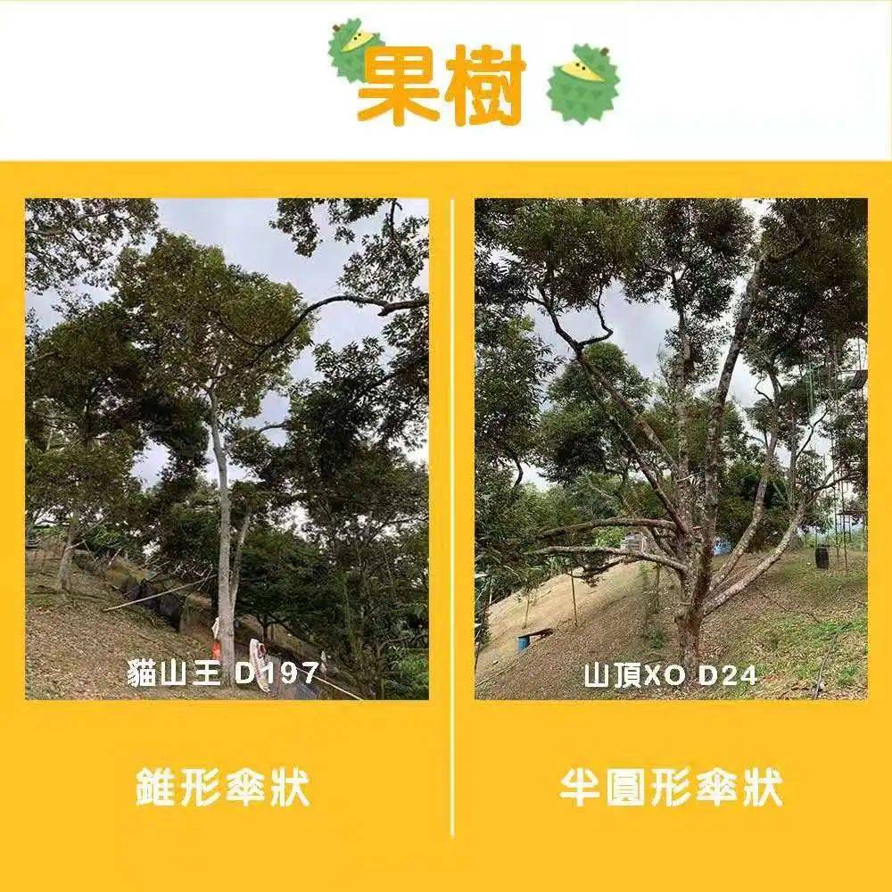 新加坡首家榴梿下午茶@榴梿宝宝!苏丹王PK猫山王想夺回王位可能吗